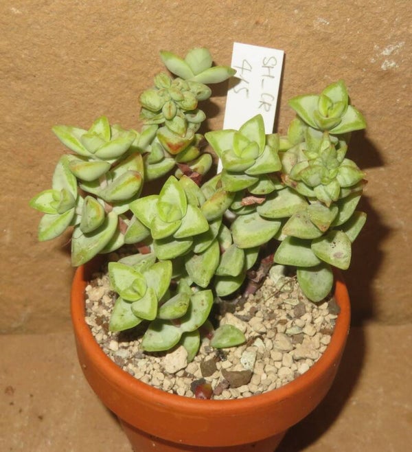 Crassula rupestris variegata