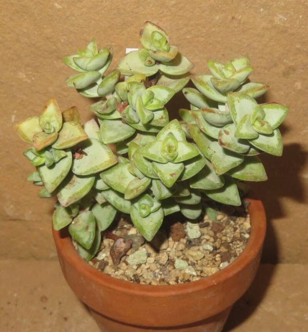 Crassula rupestris variegata