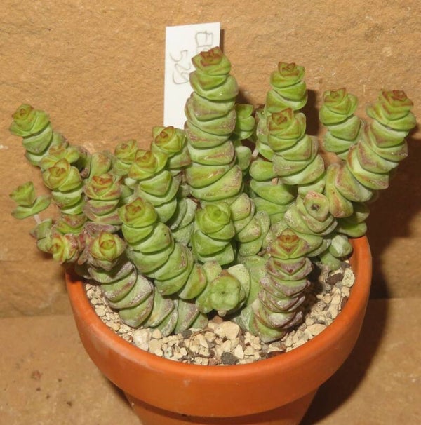 Crassula marnieriana