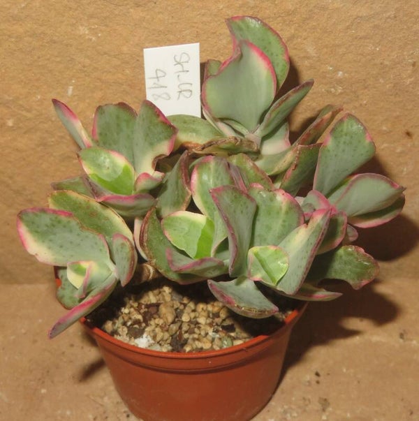 Crassula arborescens undulata variegata