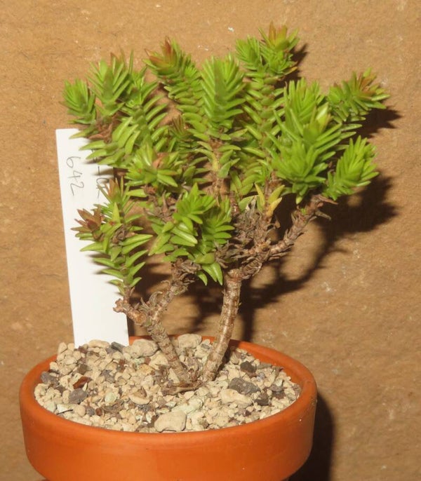 Crassula sarcocaulis