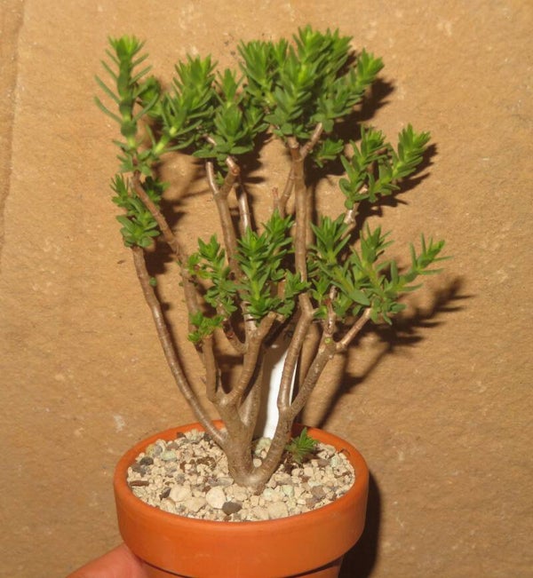 Crassula sarcocaulis milaniae