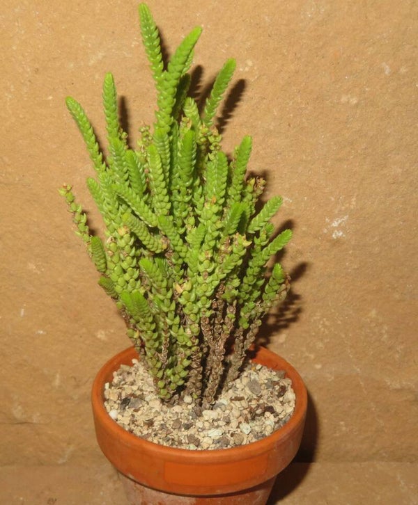 Crassula muscosa