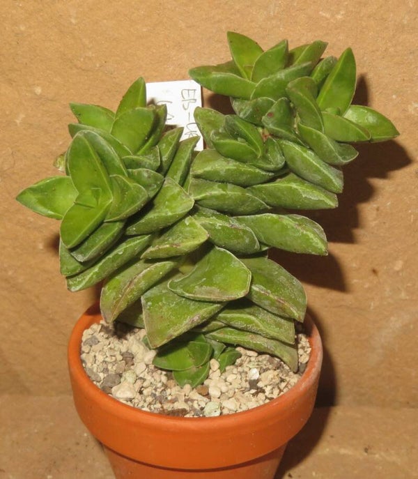 Crassula cv Spring Time