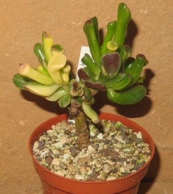 Crassula argentea cv Gollum Yellow Gelb variegata