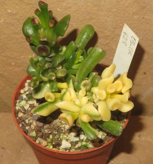 Crassula argentea cv Gollum Yellow Gelb variegata