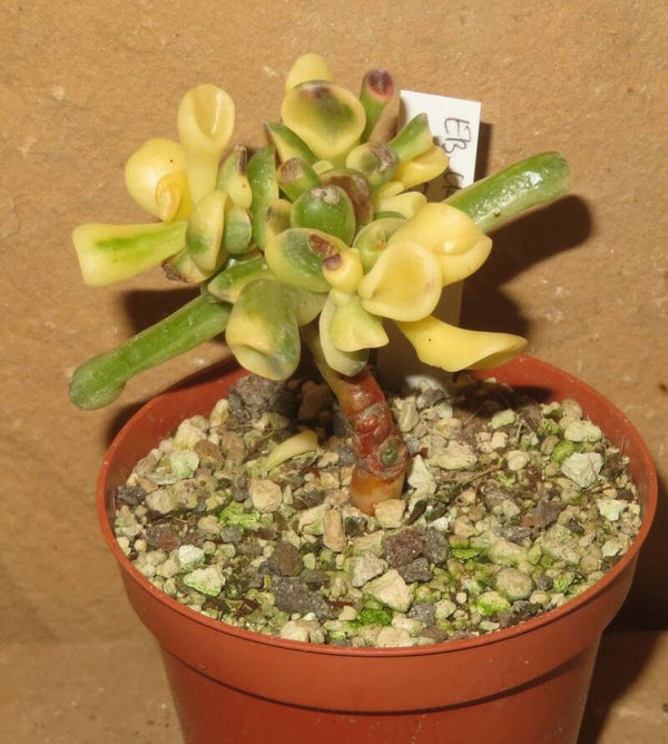 Crassula argentea cv Gollum Yellow Gelb variegata