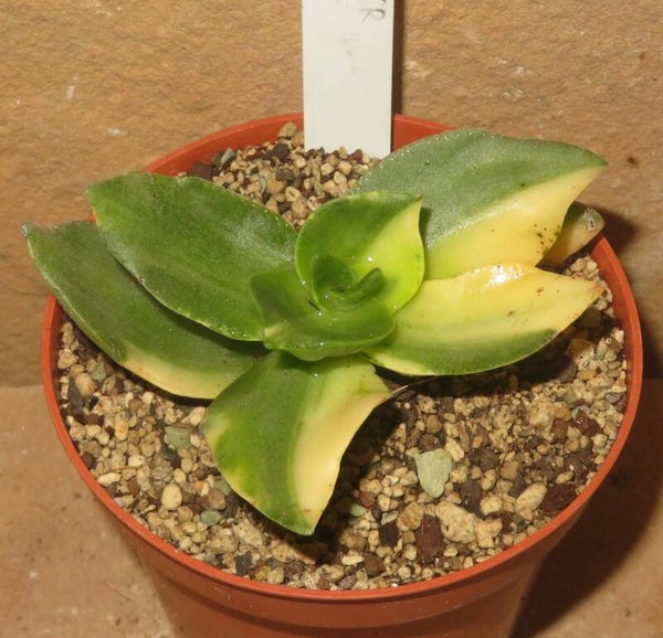 Crassula lactea variegata