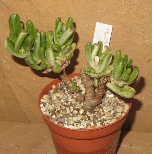 Crassula argentea cv Gollum variegata