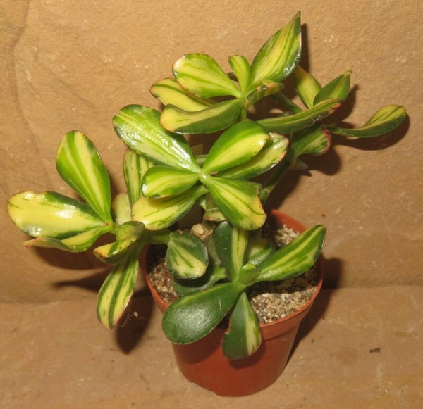 Crassula argentea cv Mikaeri Bijin variegata