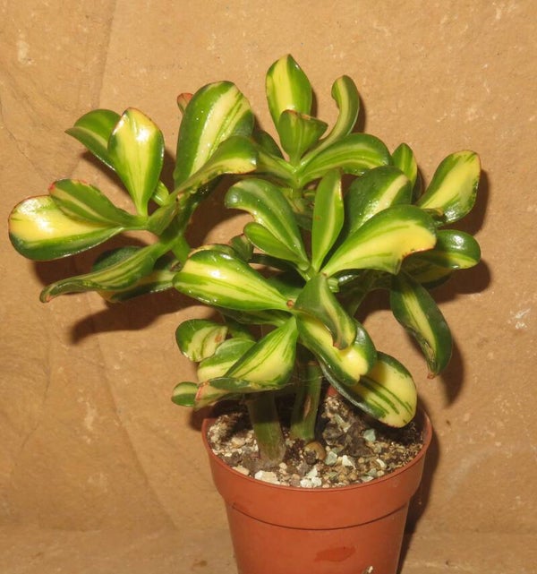 Crassula argentea cv Mikaeri Bijin variegata