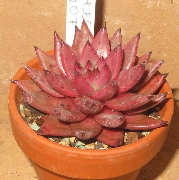 Echeveria agavoides cv PINK Star