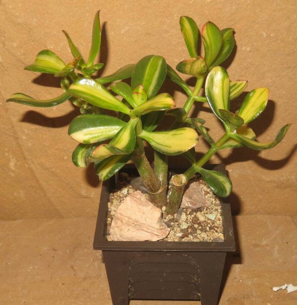 Crassula argentea cv Mikaeri Bijin variegata