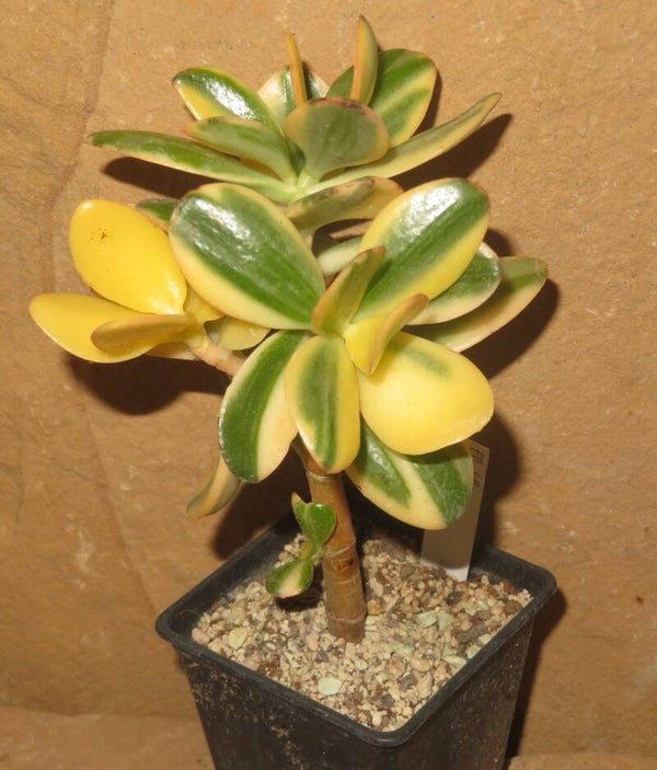 Crassula argentea cv Maruba NISHIKI variegata