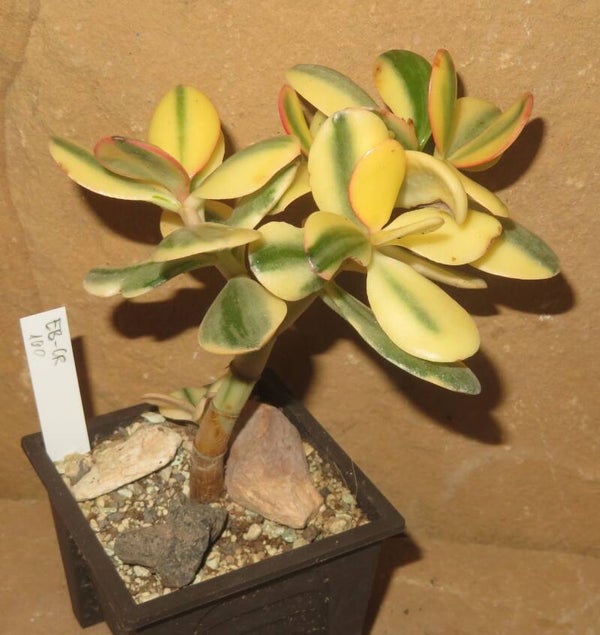 Crassula argentea cv Maruba NISHIKI variegata