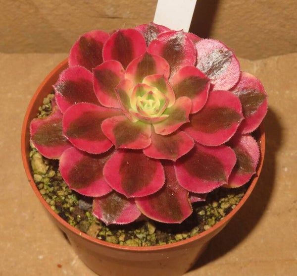 Aeonium cv Pink Witch variegata