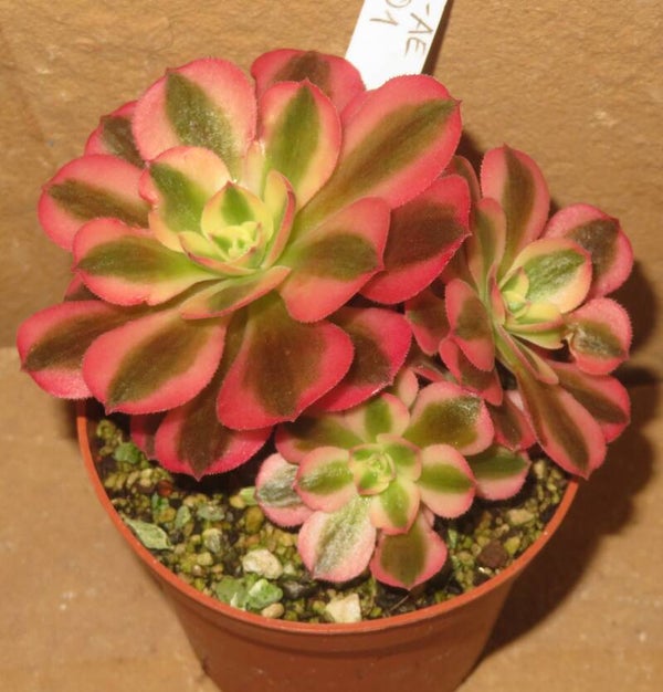 Aeonium cv Pink Witch variegata