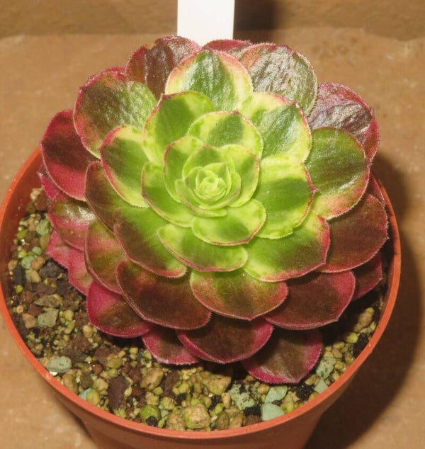 Aeonium cv Allure Fairy variegata