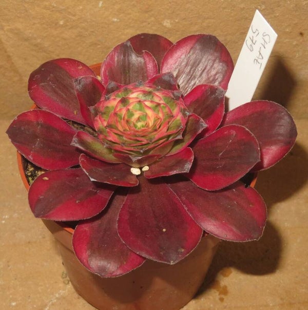 Aeonium cv Charm Golden Rose variegata