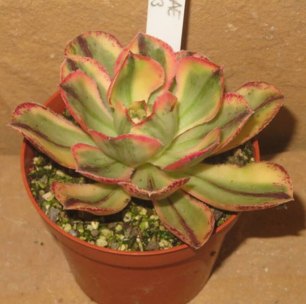Aeonium marnier lapostolle variegata