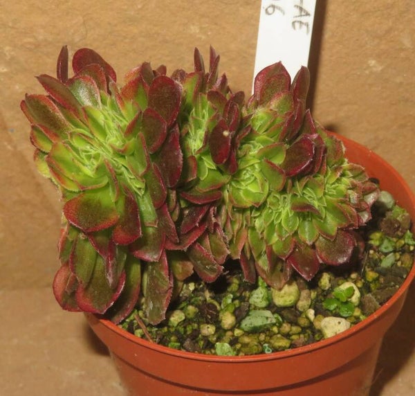 Aeonium cv Milky White cristata variegata
