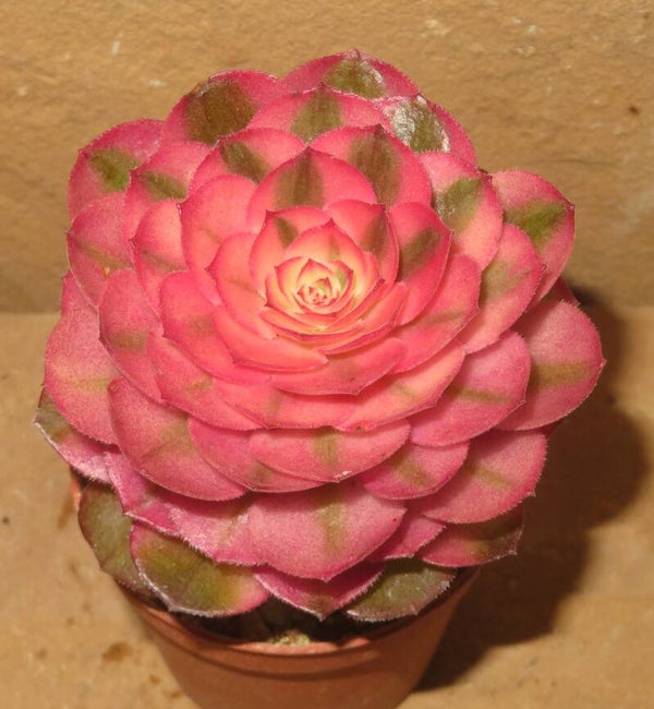 Aeonium cv Hallowen variegata