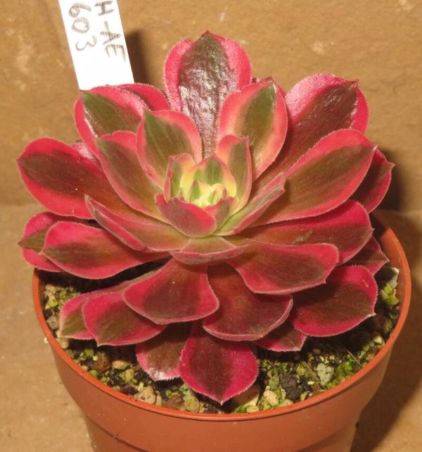 Aeonium cv Rainbow Swirl variegata