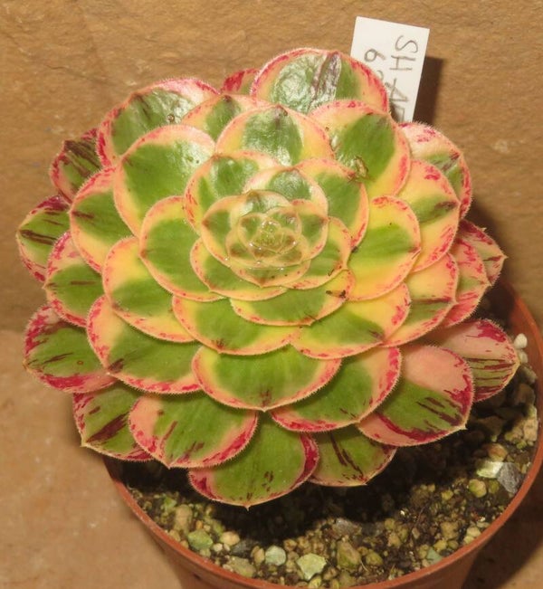 Aeonium arboreum rubrolineatum variegata