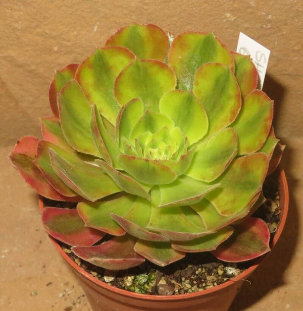 Aeonium cv Athena variegata