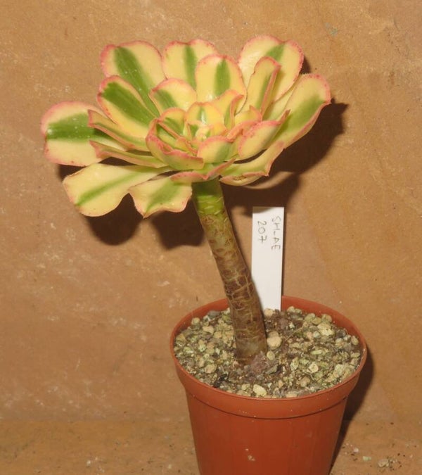 Aeonium arboreum variegata
