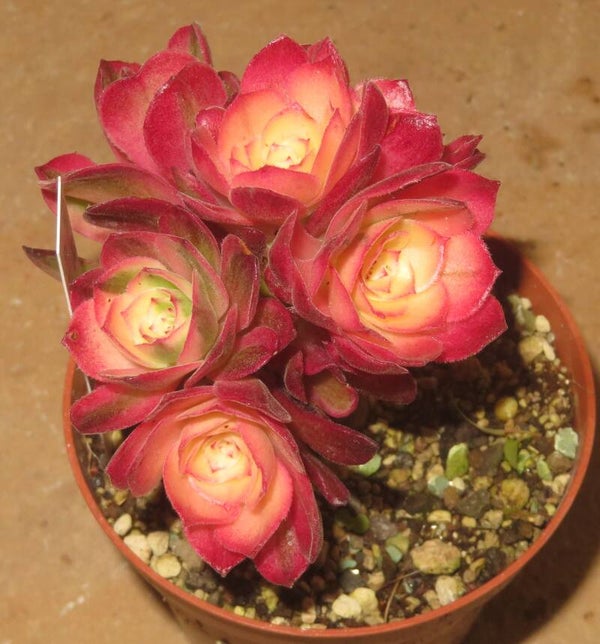 Aeonium cv Hallowen variegata