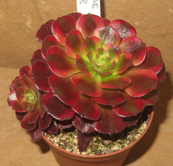 Aeonium cv Canary  variegata