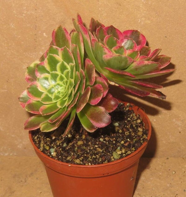 Aeonium cv Morning Glow variegata