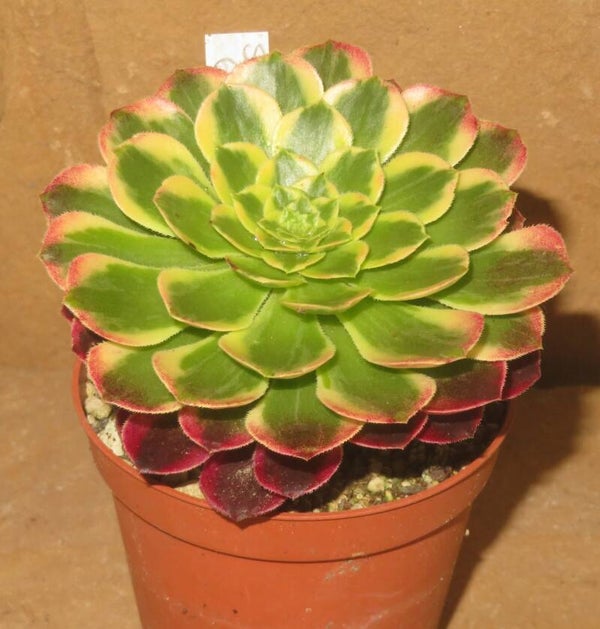 Aeonium cv Morning Glow variegata