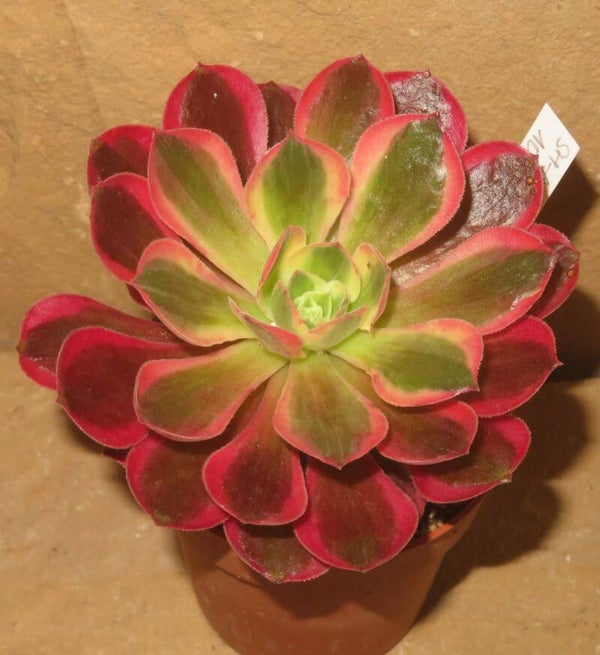 Aeonium cv Rainbow Swirl variegata