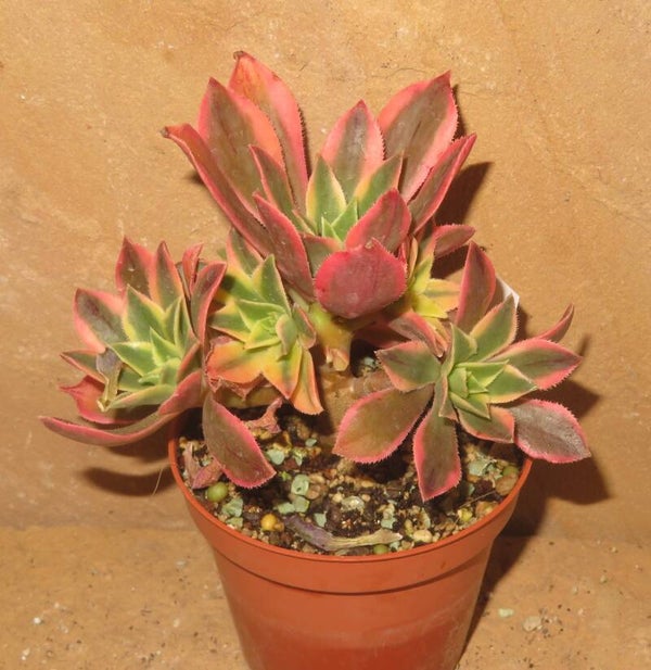 Aeonium leucoblepharum variegata
