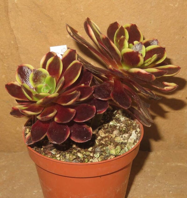 Aeonium cv SuperBang variegata