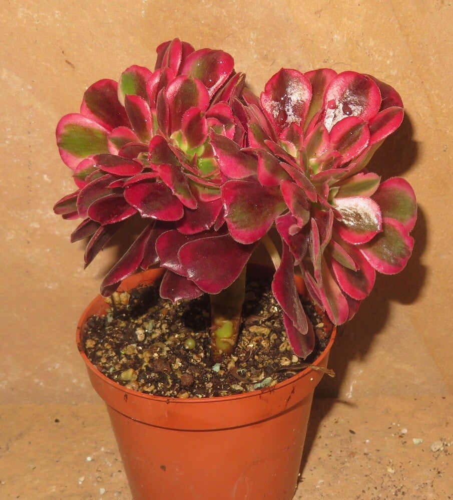Aeonium cv Medusa cristata variegata