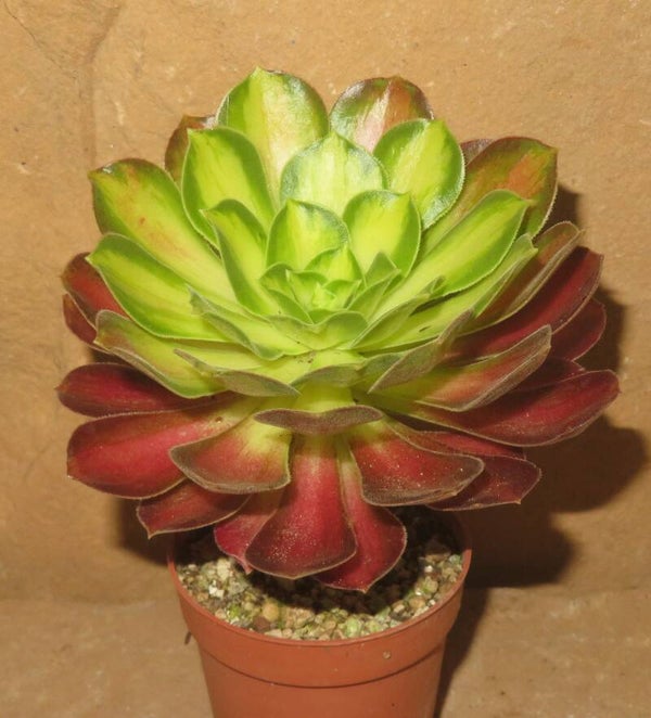 Aeonium cv ShaoHua  variegata