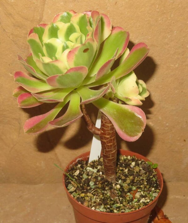 Aeonium cv River Stone variegata