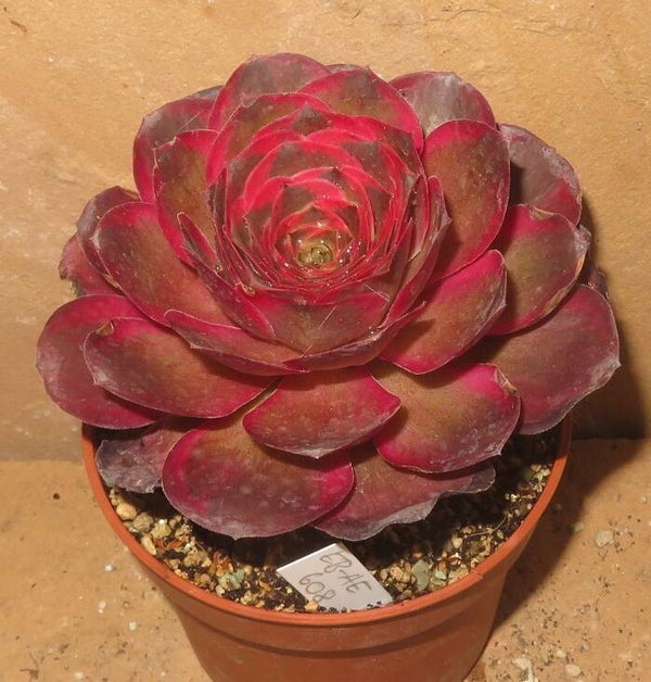 Aeonium cv Charm Golden Rose variegata