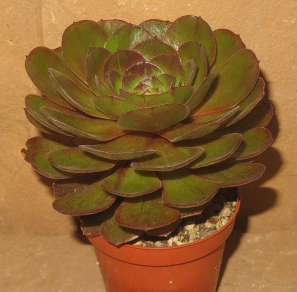 Aeonium cv Hallowen