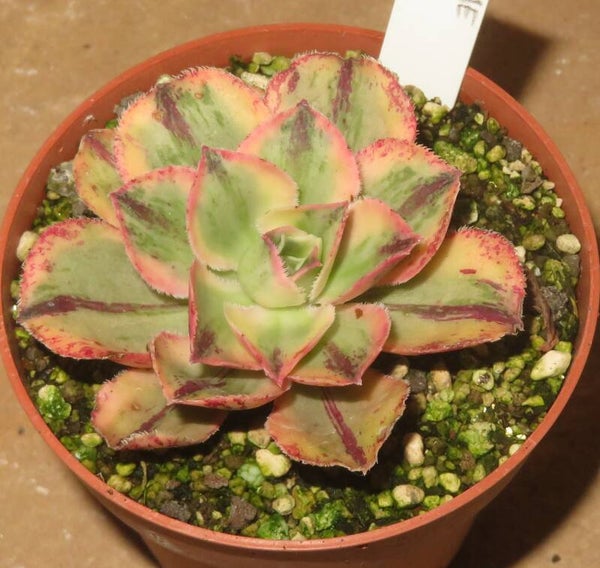 Aeonium marnier lapostolle variegata