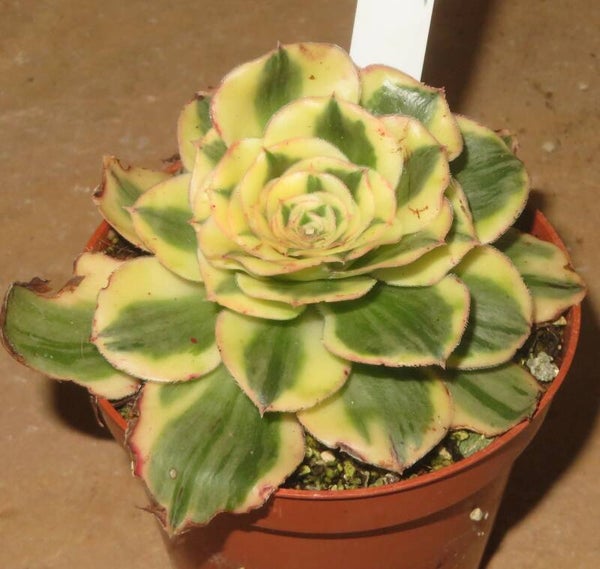Aeonium cv Zeus variegata