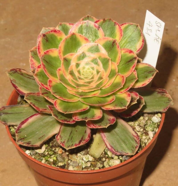 Aeonium arboreum rubrolineatum variegata