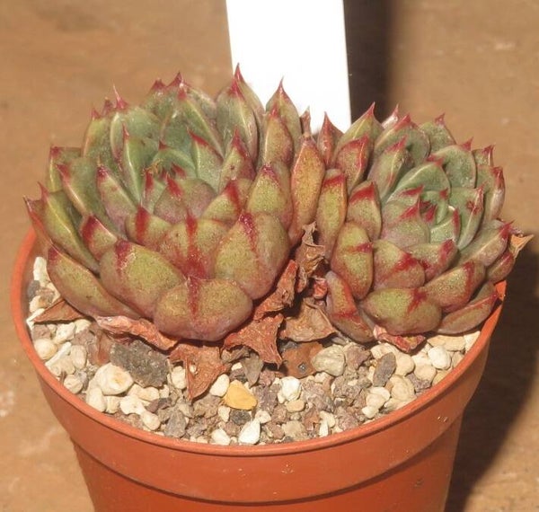Echeveria cv Red Plum - 2 Blätter / Blattstecklinge