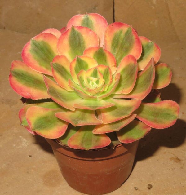 Aeonium cv Athena variegata