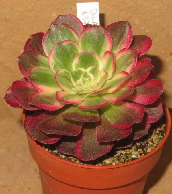 Aeonium cv Kaleidoscope variegata