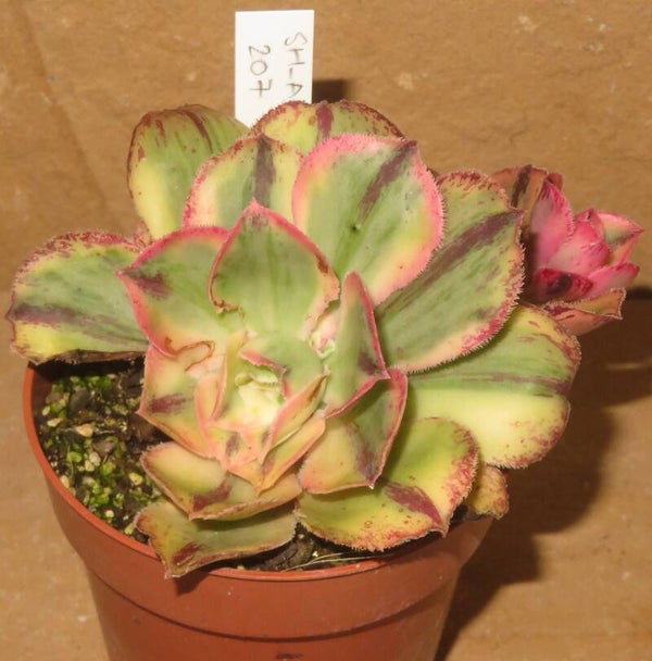 Aeonium marnier lapostolle variegata