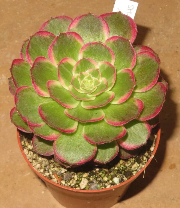 Aeonium cv Kaleidoscope variegata